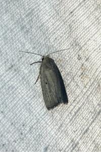 <i>Proxenus hospes</i>