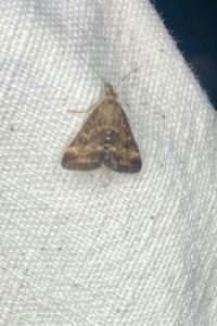 <i>Pyrausta despicata</i>