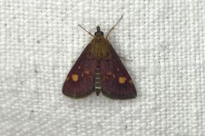 <i>Pyrausta aurata</i>