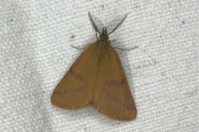 <i>Lythria purpuraria</i>
