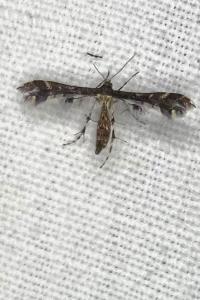 <i>Capperia fusca</i>