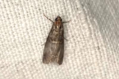 <i>Acrobasis advenella</i>