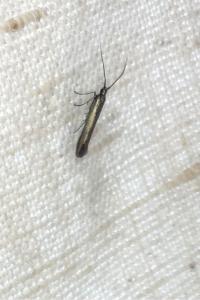 <i>Coleophora</i>