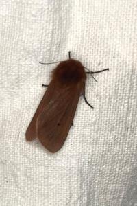<i>Phragmatobia fuliginosa</i>