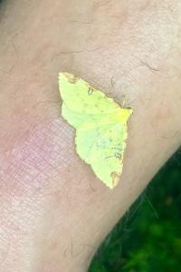 <i>Opisthograptis luteolata</i>
