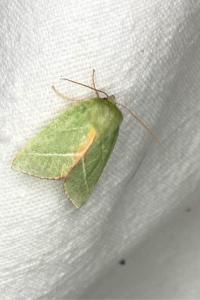 <i>Pseudoips prasinanus</i>