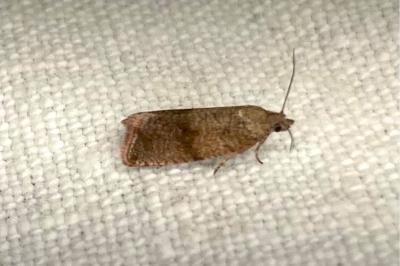 <i>Celypha striana</i>