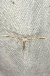 <i>Emmelina monodactyla</i>