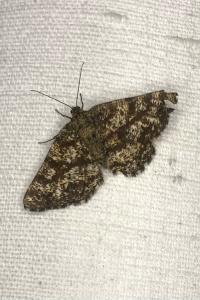 <i>Ematurga atomaria</i>