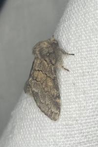 <i>Gluphisia crenata</i>