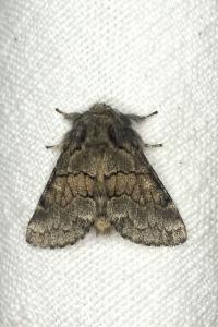 <i>Gluphisia crenata</i>