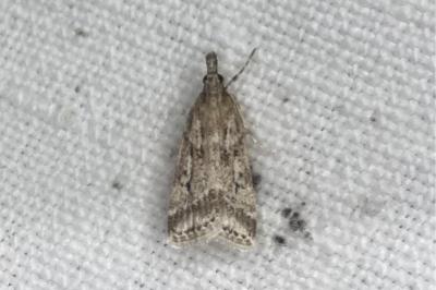<i>Eudonia pallida</i>