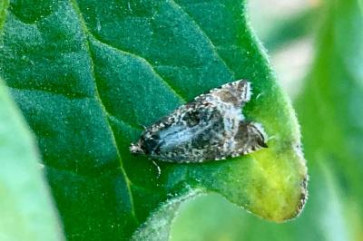 <i>Celypha lacunana</i>