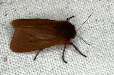 <i>Phragmatobia fuliginosa</i>