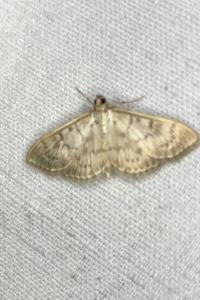 <i>Patania ruralis</i>