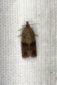<i>Celypha striana</i>