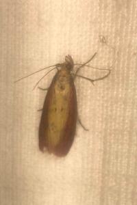<i>Oncocera semirubella</i>