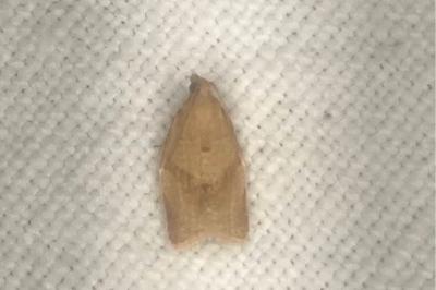 <i>Clepsis consimilana</i>