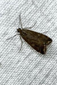 <i>Loxostege sticticalis</i>