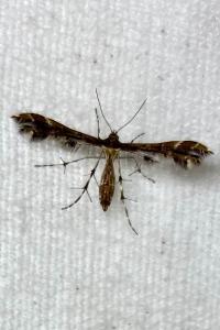 <i>Capperia fusca</i>