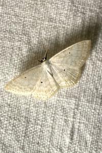 <i>Scopula immutata</i>