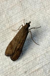 <i>Nomophila noctuella</i>