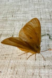 <i>Lasiocampa quercus</i>