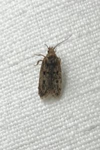 <i>Hofmannophila pseudospretella</i>