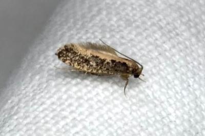 <i>Monopis crocicapitella</i>