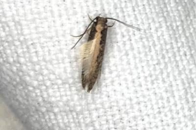 <i>Monopis crocicapitella</i>