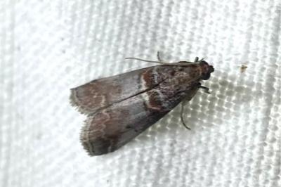 Acrobasis advenella