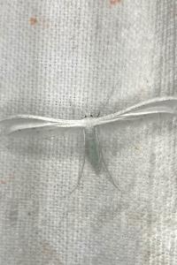 <i>Pterophorus pentadactylus</i>