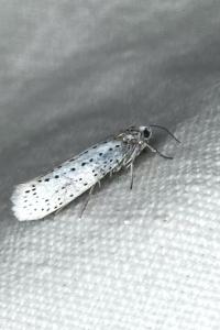 <i>Yponomeuta evonymella</i>