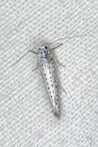 <i>Yponomeuta evonymella</i>