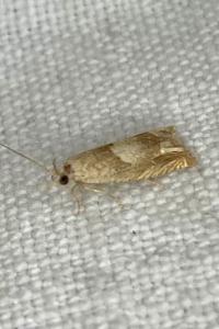<i>Eucosma conterminana</i>