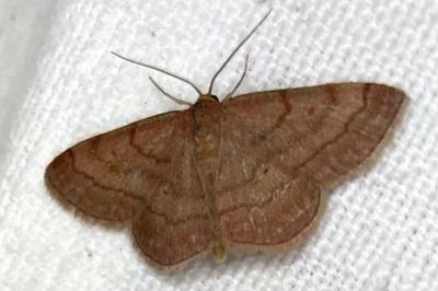 Scopula rubiginata