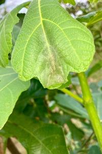 <i>Choreutis nemorana</i>