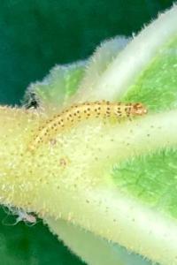 <i>Choreutis nemorana</i>