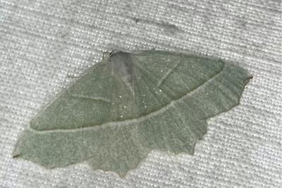 <i>Campaea margaritaria</i>