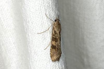 <i>Nomophila noctuella</i>