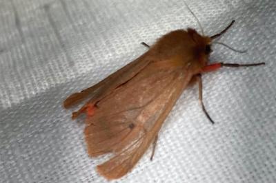 <i>Phragmatobia fuliginosa</i>