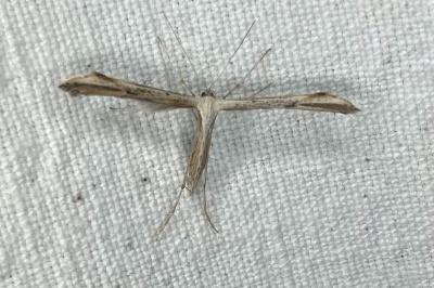 <i>Emmelina monodactyla</i>