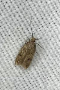 <i>Hofmannophila pseudospretella</i>