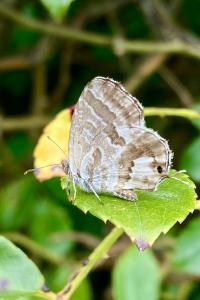 <i>Cacyreus marshalli</i>