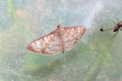 <i>Patania ruralis</i>