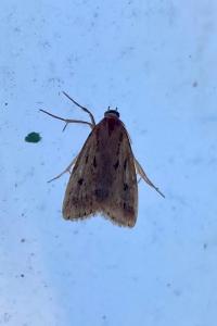 <i>Eudonia pallida</i>