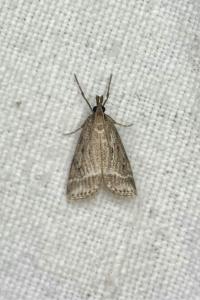 <i>Eudonia pallida</i>