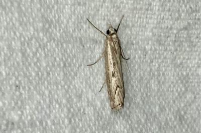 <i>Agriphila geniculea</i>