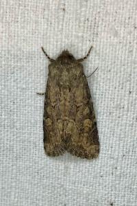 <i>Luperina testacea</i>