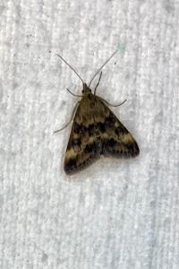 <i>Pyrausta despicata</i>